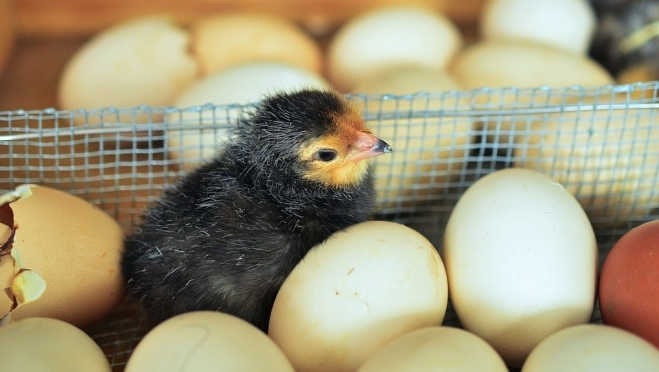 В Марий Эл за прошлый год куры снесли почти 324 миллиона яиц