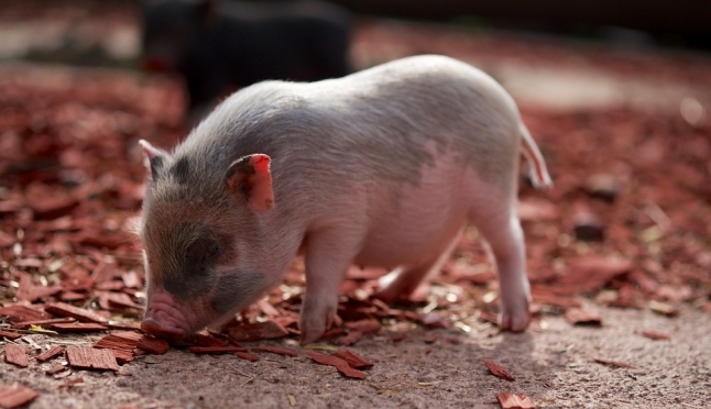 Символ Нового года живёт в Медведевском «Чудо-острове»