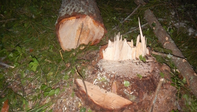 В Марий Эл с начала года зарегистрировано 47 преступлений, связанных с незаконной вырубкой леса