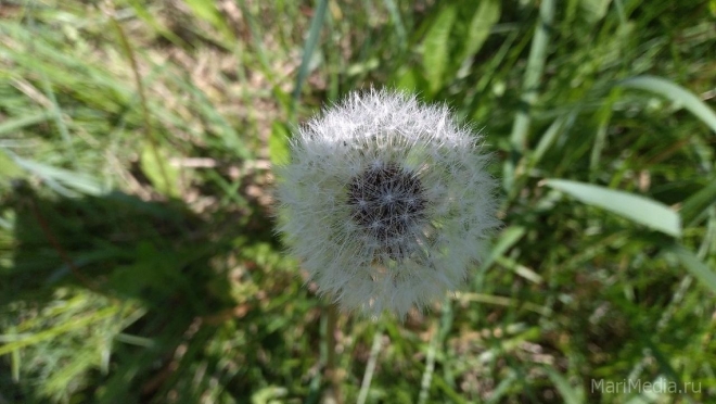 В Марий Эл установилась тёплая погода