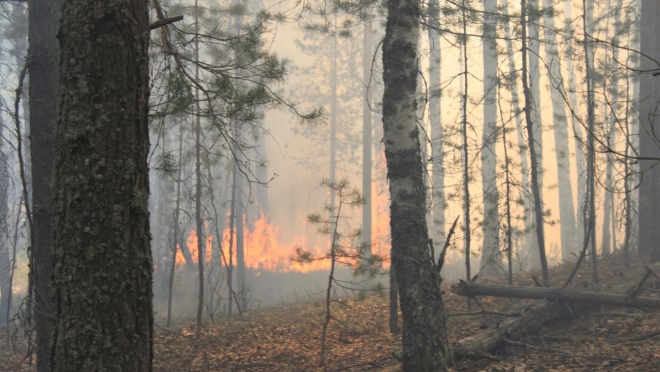 В лесах Марий Эл сохраняется IV класс пожарной опасности