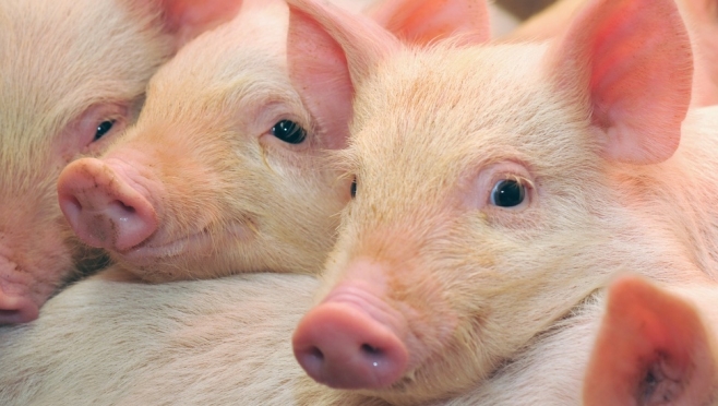 На территории Йошкар-Олы подозревают возникновение африканской чумы свиней