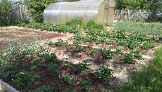 В какие дни садоводы Марий Эл могут привиться от ковид в СНТ