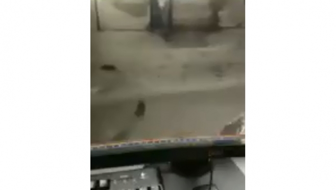 В парке Звенигово заметили двух волков