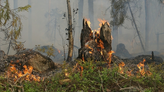 В лесах Марий Эл на этой неделе ожидается высокая пожароопасность