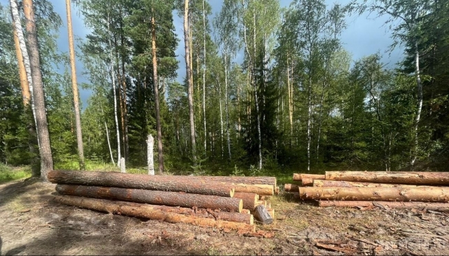 В Марий Эл чёрный лесоруб спилил деревьев на полмиллиона рублей