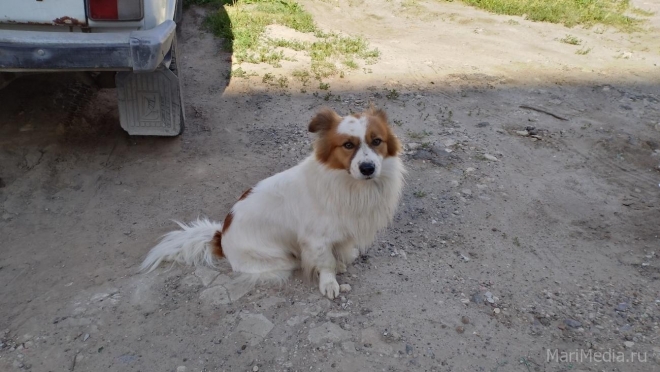 В Марий Эл удалось пристроить 105 бездомных животных