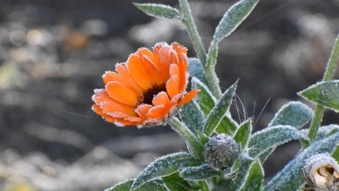 Сегодня ночью в Марий Эл снова прогнозируют заморозки