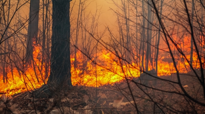В Марий Эл с начала пожароопасного сезона произошло 39 лесных пожаров