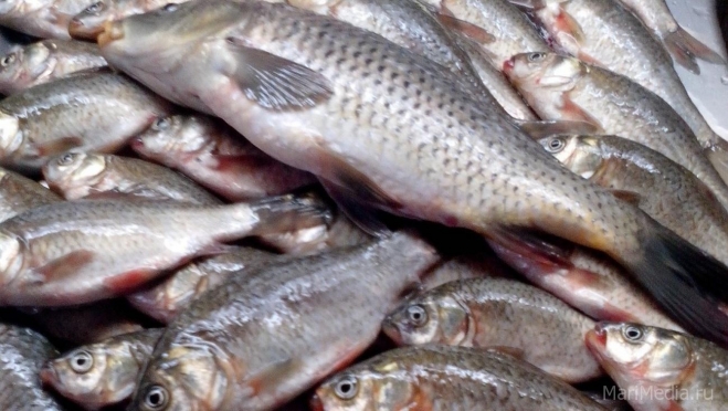 В Марий Эл за год выловили 600 тонн рыбы