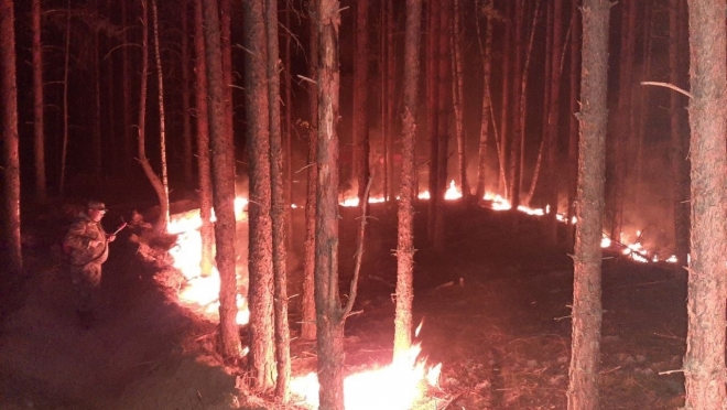 В этом году в марийских лесах было 52 пожара