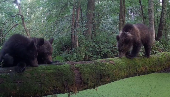 В марийском заповеднике фотоловушка поймала медвежью семью
