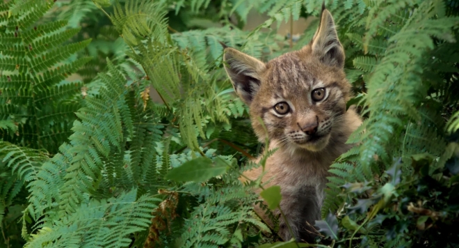 Линцесса. Тайны леса