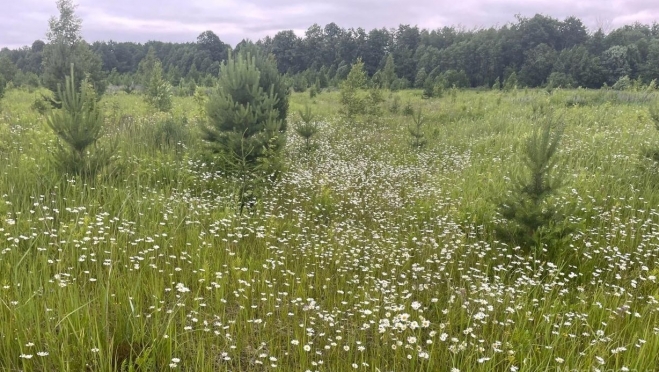 Выходные в Марий Эл обещают быть тёплыми и без дождей