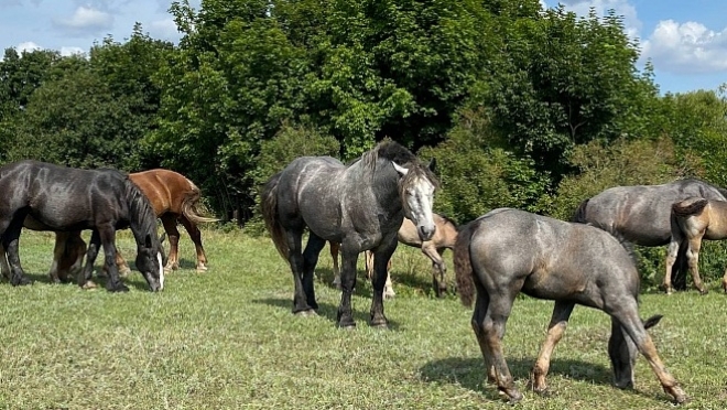 В Саратовской области конь-тяжеловоз «работает» пастухом