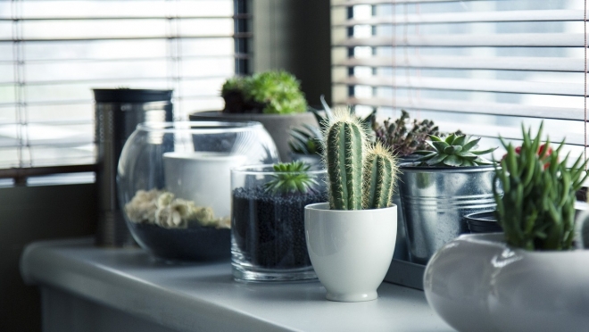 Кактус, фикус и драцена – растения для офисов
