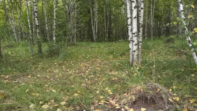 В лесах Марий Эл сохраняется высокий класс пожарной опасности