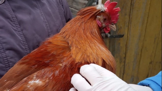 Мутация птичьего гриппа насторожила учёных