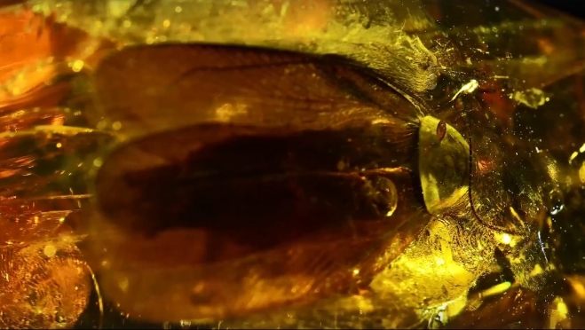 В Калининградской области обнаружили янтарь с древним тараканом