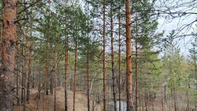 Жителей Марий Эл просят не посещать в эти дни леса