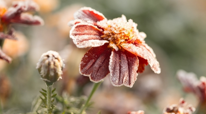 В Марий Эл всю неделю прогнозируют заморозки