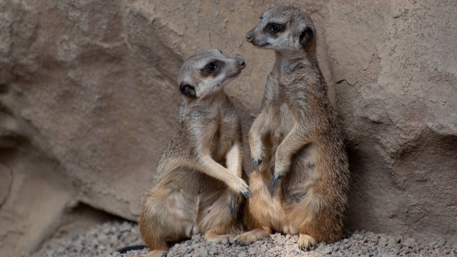 В Перми состоялась свадьба блогеров-сурикатов