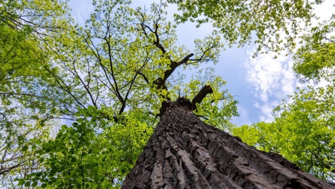 Марийский Дуб Пугачева борется за звание главного дерева страны