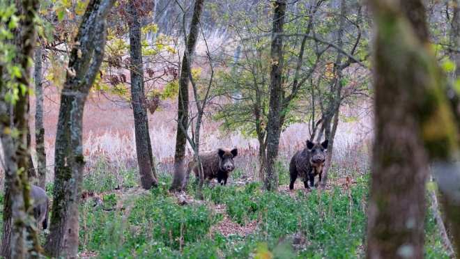 Дикие кабаны ставят под угрозу биобезопасность крупной свиноводческой фермы в Марий Эл