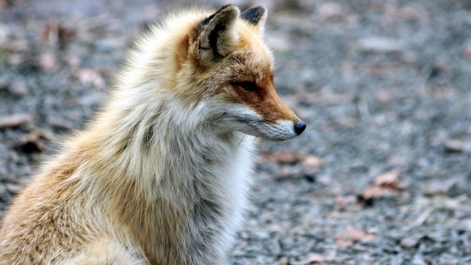В Йошкар-Оле объявлен карантин по бешенству