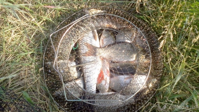 В Сернурском районе предприниматели «забыли» отчитаться о выловленной рыбе