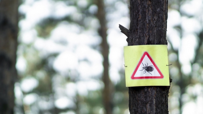 Жители семи муниципальных районов пострадали от укусов клещей