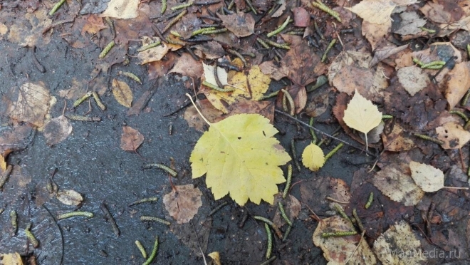 Жителей Марий Эл на этой неделе ждёт тёплая сырая погода