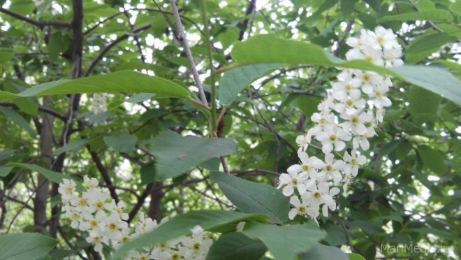 Марий Эл ждут «черёмуховые холода»
