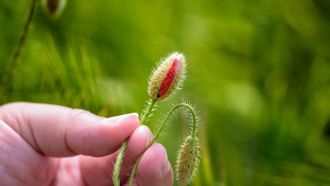 В Новом Торъяле полицейские задержали собирателя мака