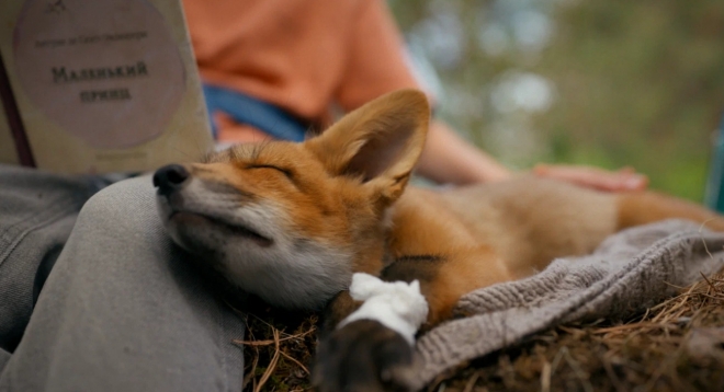 Мой дикий друг