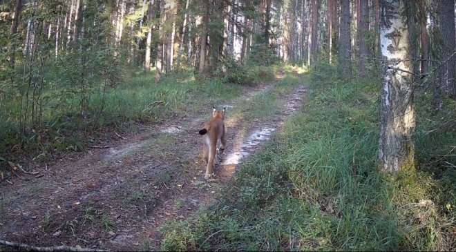 В фотоловушку заповедника «Большая Кокшага» попало почти безупречное животное