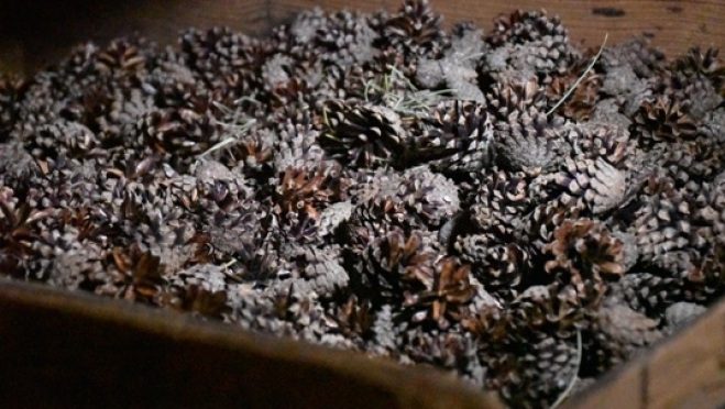 В Марий Эл заготовлено более 400 кг семян сосны, ели и березы