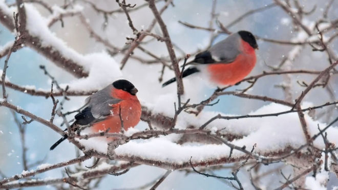 В последние выходные зимы в Марий Эл ожидается комфортная погода