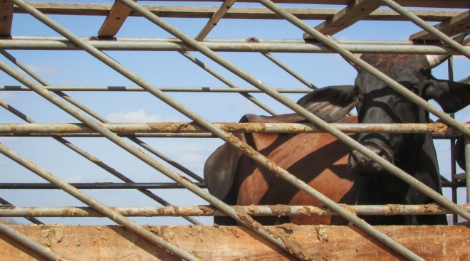 В Параньгинском районе установлен карантин по лейкозу крупного рогатого скота