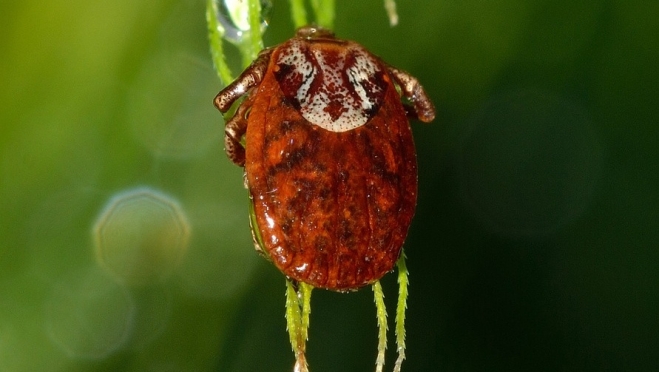 За неделю от клещей пострадали 36 жителей Марий Эл