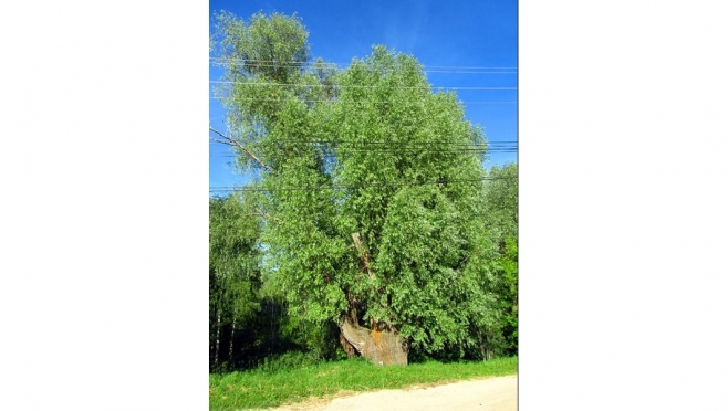 Жители Марий Эл могут стать участниками фотоконкурса «Деревья – памятники живой природы»