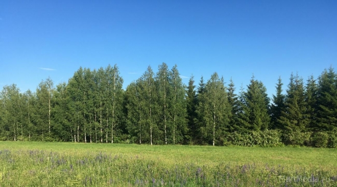 В шести районах Марий Эл ограничено посещение лесов