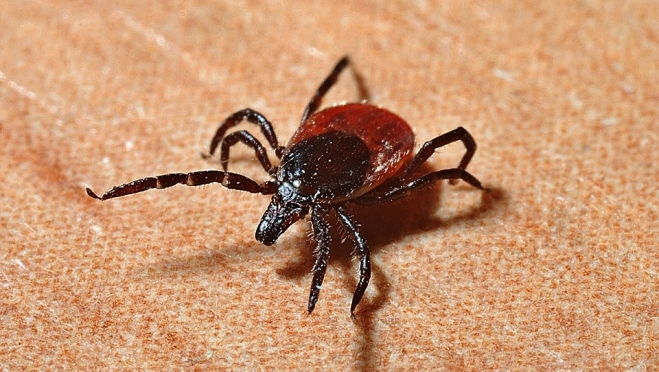 В Марий Эл 12 человек заболели клещевым боррелиозом и один – клещевым вирусным энцефалитом