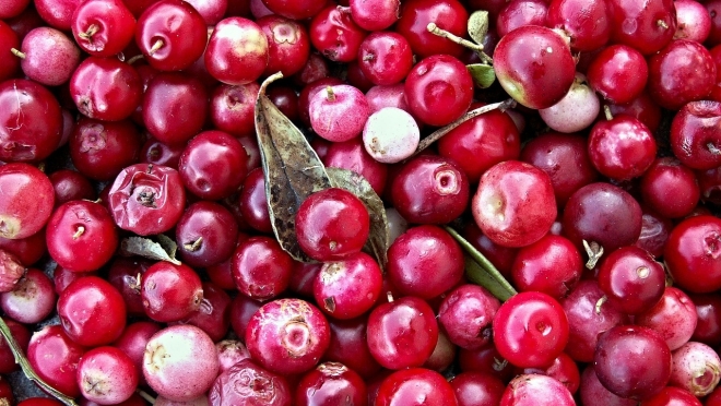 В Марий Эл сезон сбора клюквы открывается 5 сентября