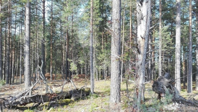 Блогер нашла в лесу несколько миллионов рублей