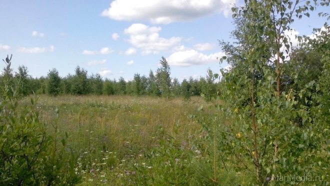 Лето вернётся в Марий Эл к концу этой недели