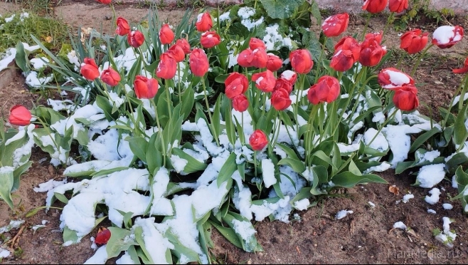 9 мая в Марий Эл обещают мокрый снег с дождём, температура воздуха +4...+5ºС