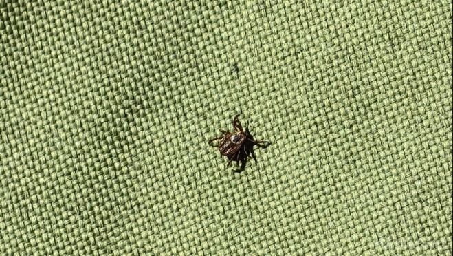 В Марий Эл четыре человека пострадали от энцефалитных клещей