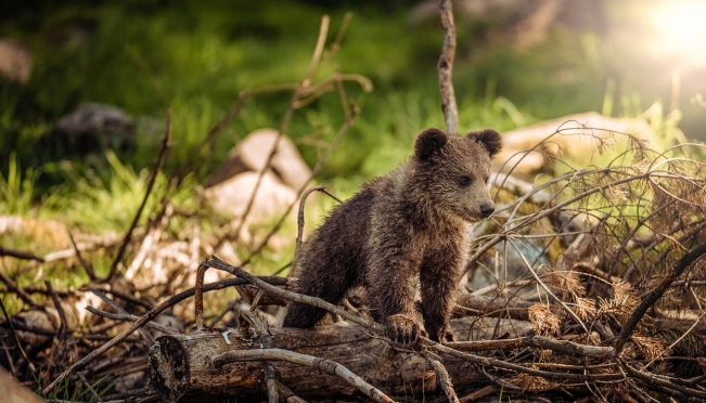 В Нижегородской области спасён трехмесячный медвежонок