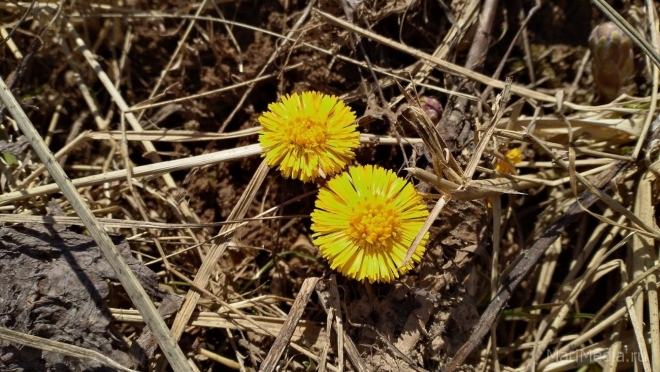 В Марий Эл побит температурный рекорд
